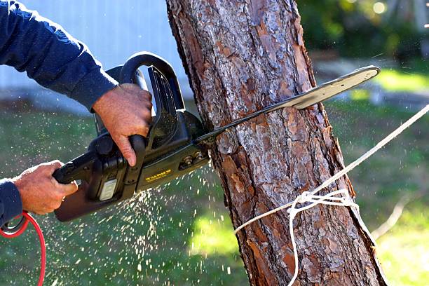 Reliable Danville, IL Tree Services Solutions